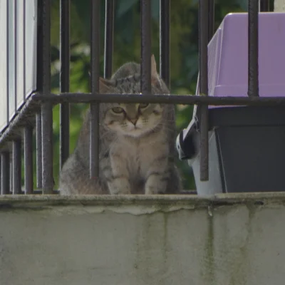 Lenalee - #koteczkizprzypadku #koty