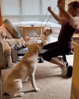 wfyokyga - Nie mogę tego dodać z samym tagiem #psy bo treść za krotka xdd Naprawcie t...