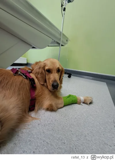 rafal_13 - Tak to jest, jak się je wszystko, co się znajdzie...

#pokazpsa