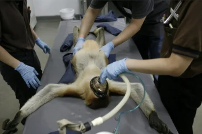 pikachu-pikachu-2137 - Przeciętny inwestor kiedy uświadomi sobie, że żadnych wzrostów...