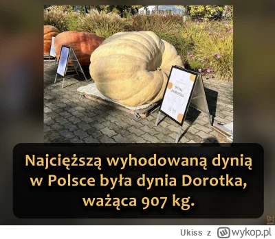 Ukiss - W Polsce coraz popularniejsze staje się hodowanie ogromnych dyń. Hodowcy co r...