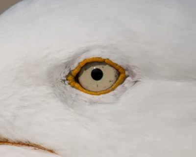 napiszenamirko - czasem przeraża mnie jego zoom ( ͡° ͜ʖ ͡°)