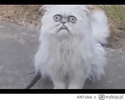 AKFobia - @wfyokyga: