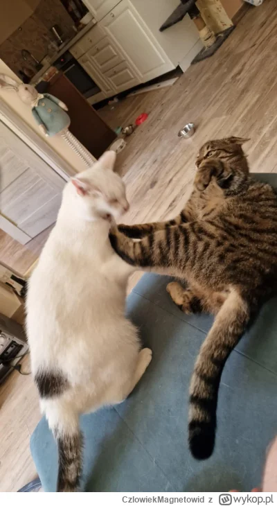 CzlowiekMagnetowid - ŁUP!
#koty #pokazkota