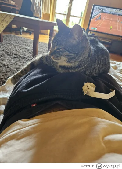 Kozzi - Taki to pożyje, leży na człowieku zero potrzeb
#koty #pokazkota