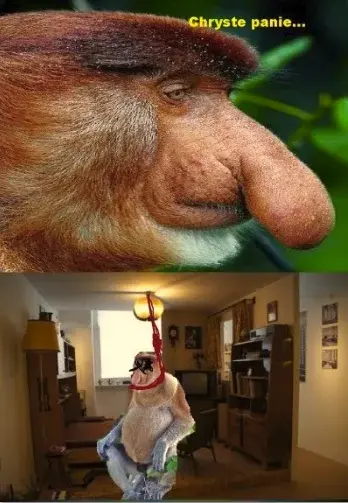 suzaku0 - @pioter_ciemiezca: nauczony sztuki sprawiedliwej chwilę po nauczeniu się sz...