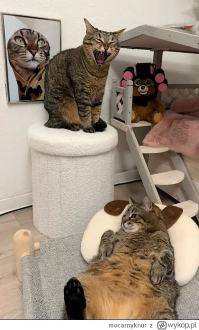 mocarnyknur - #kitku #koty #codziennystepan

Stepan w pośredniaku byłeś?