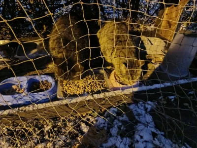 Timer_555 - wczorajsze bo dziś żadnej nie było 

#przegryw #dokarmianiekotow #dokarmi...