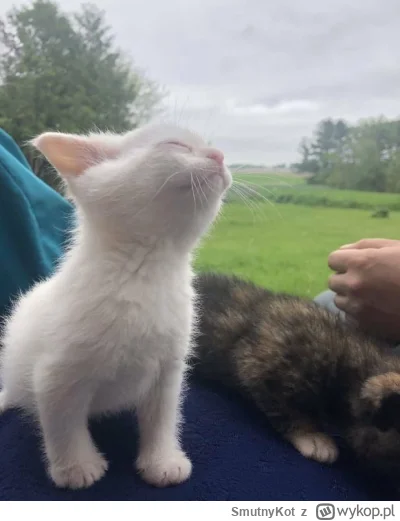 SmutnyKot - Gdy pyzdzi i jest 12 stopni, ale świeci słoneczko.
#dziwnekotki