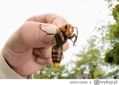 omicronns - @lhotse89: Takiego maleństwa się boisz? xD Pacz jaki słodziak <3