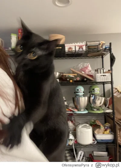 OfensywnaPyra - #dziwnekotki #koty