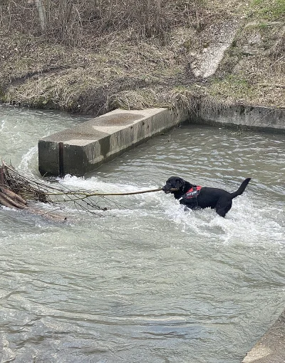 Sla_Voy - Wiosna idzie, trzeba sprzątać

#pieseczkizprzypadku #pies #piesel #labrador...