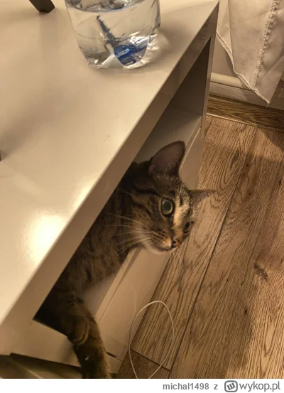 michal1498 - #koty #pokazkota