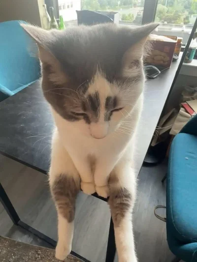 tomwick55 - #koty #kitku #zwierzaczki #kot