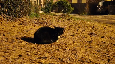 Vegasik69 - Zimno w dupke 🤭 #koteczkizprzypadku