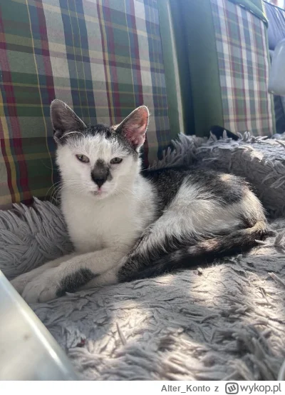 Alter_Konto - Szanowni państwo oto Pasztet
#pokazkota