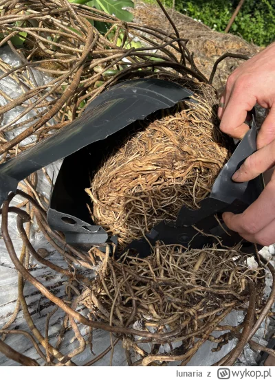 lunaria - Dziś był dzień, w którym w końcu przesadzałam kwiatki po 2? 3? latach i „po...