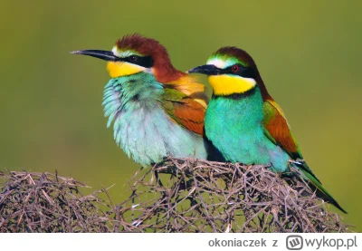 okoniaczek - @Sceptykbezzdania: szczególnie teraz, jak jeszcze gałęzie gołe, pięknie ...