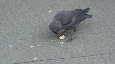 Lenalee - #krzywodziobek dziobie se grudkę z tłuszczowej kulki dla ptaków (i mały gaw...