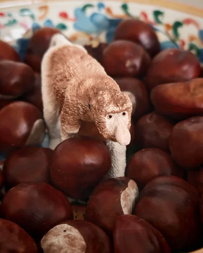 Lasomir - @KingOfTheWiadro: Stary kasztan (nosacz) też poleca. Kup teraz zamówienie z...