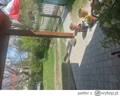 pafffel - @Goronco dzieki, wzajemnie