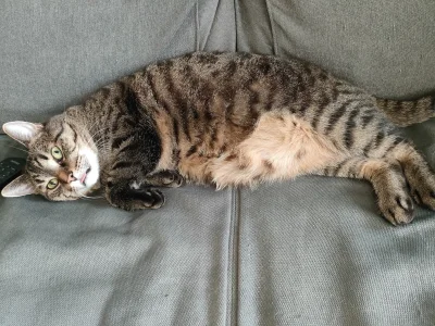 Kotouak - @wybryk_natury cześć Misia