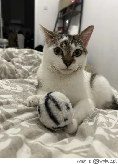 vvn81 - kajetan z pileczka