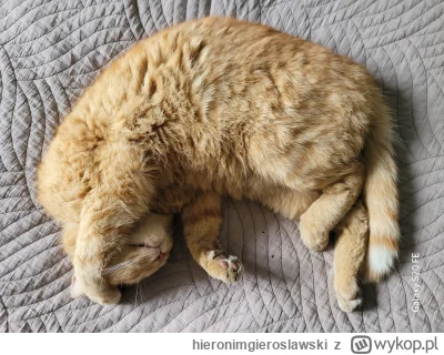 hieronimgieroslawski - @MamDobreGeny mój również ma specjalny kocyk dla rudego pchlar...