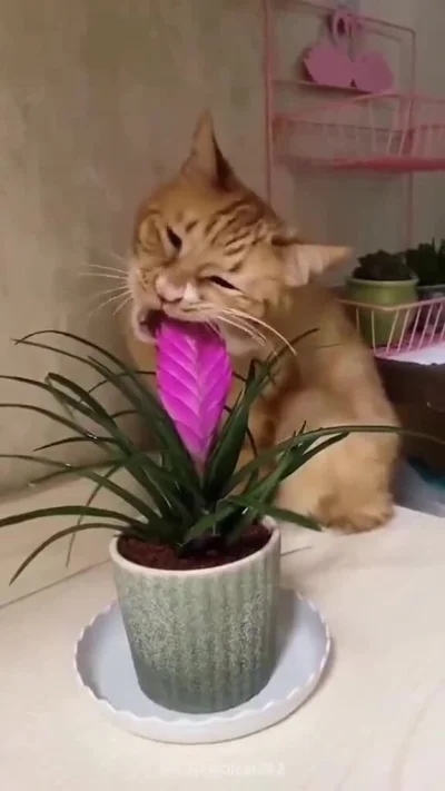 jestemtakizmeczony - #gifyzkotami 🧵
Zimno.
https://streamable.com/ci8kmm
SPOILER