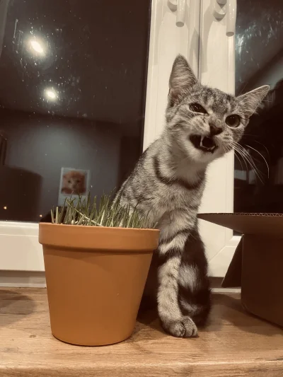 SunnO - Mniam, pyszna trawka, taka nie za słodka (⌐ ͡■ ͜ʖ ͡■)

#iskierkanela #pokazko...