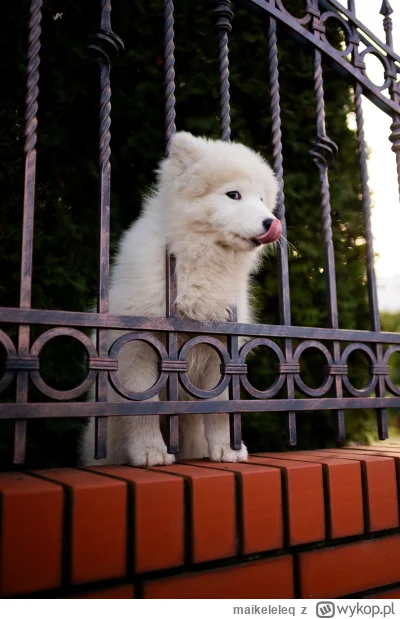 maikeleleq - Ale mi sie psiutek śmieszek trafił na foto spacerku #zwierzaczki #piesec...