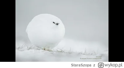 StaraSzopa - Kiedy mama mówiła, że możesz być kim chcesz więc zostałeś śnieżką xD