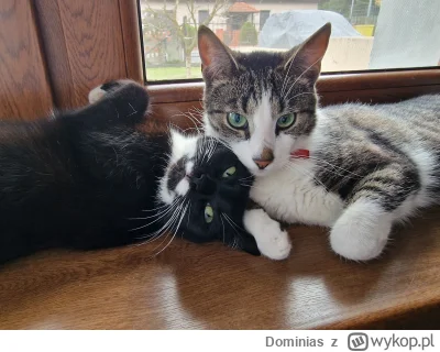 Dominias - #pokazkota
Ale to są słodziaki (｡◕‿‿◕｡) Ten prawej przyprowadził do nas tę...