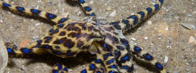 Apaturia - Najbardziej jadowita ośmiornica. Wszystkie rodzaje ośmiornic dysponują jad...