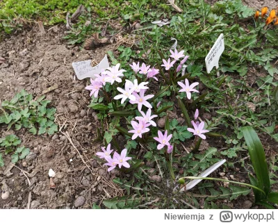 Niewiemja - #ogrodnictwo #kwiaty #domowasuszarnia