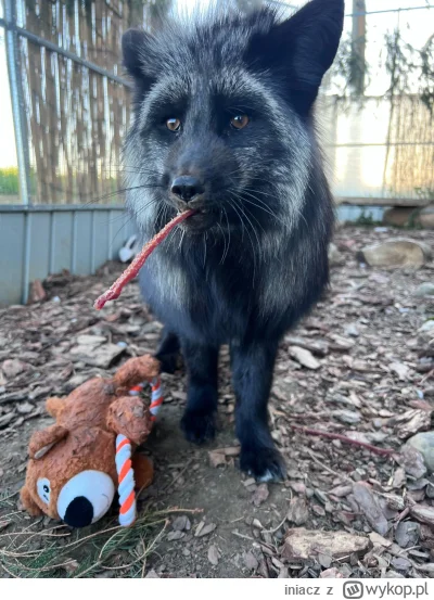iniacz - Jak tam wtorek? Dziś lisica Jaga przychodzi do was z kabanosem w japie. 
Cie...