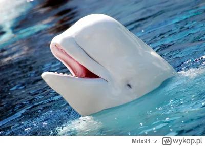 Mdx91 - @IllIllllIllniepomszczon_napletekIlI a ja wiem że to już z bieługą