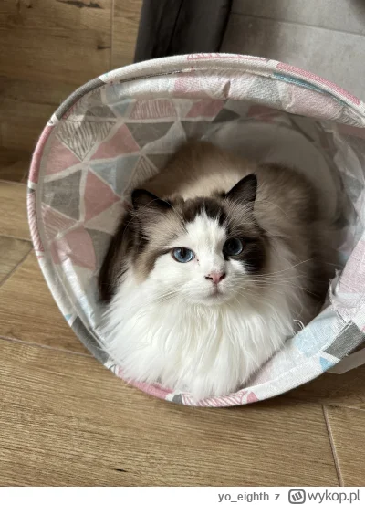 yo_eighth - Kot w worku. #koty #pokazkota #wykopragdollclub