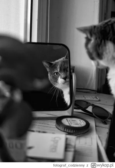 fotograf_codzienny - patrzcie jaki 
#kot #kitku #pokazkota #koty