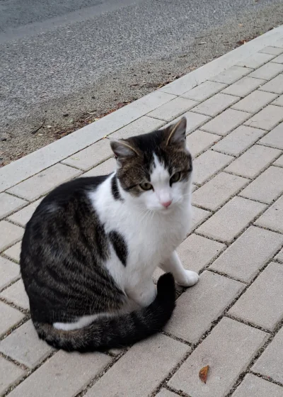 Arvin - #koteczkizprzypadku #koty