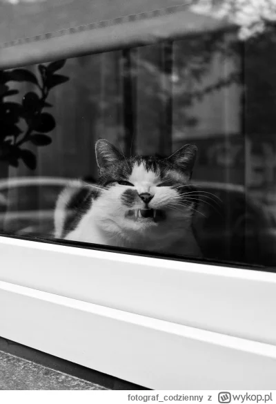 fotograf_codzienny - #fotografia #tworczoscwlasna #mojezdjecie #koty #kitku #koteczki...