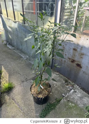 CyganskiKsiaze - Dżalapino w 20l donicy. Sama roślina ma 125cm, z donicą prawie 150cm...