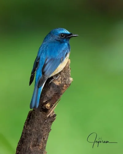 Lifelike - Dżunglówka modrogłowa (Cyornis rubeculoides)
Autor
#photoexplorer #fotogra...