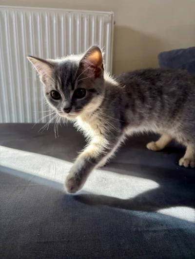 wybryk_natury - Misiak 
#misiafanclub #pokazkota