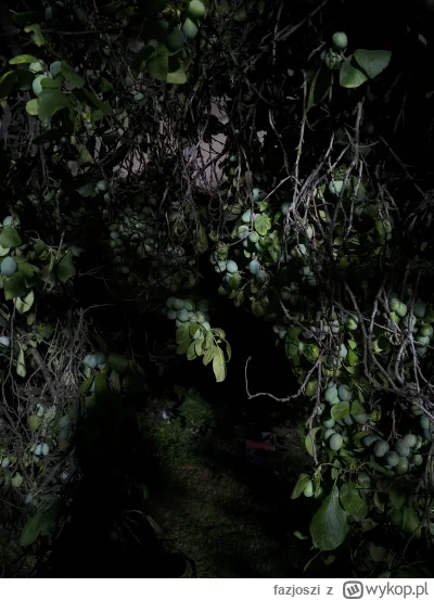 fazjoszi - Kuuur ile śliwek będzie XD