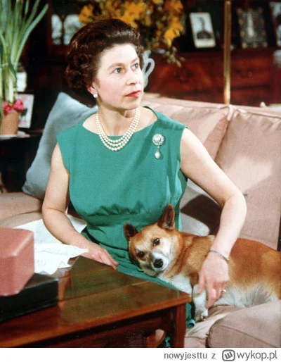 nowyjesttu - Brytyjska Królowa Elżbieta II uwielbiała psy, które towarzyszyły jej prz...