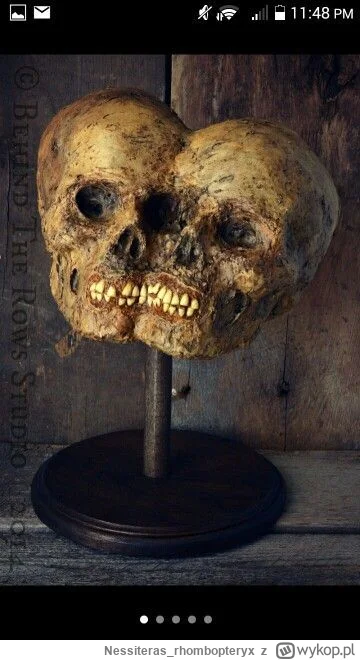 Nessiteras_rhombopteryx - #gabinetosobliwosci
SPOILER