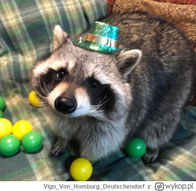 VigoVonHomburg_Deutschendorf - Szopi imprezowicz
#szopeknadzis