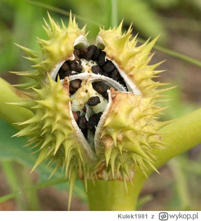 Kulek1981 - Mam #pytaniedoeksperta z #rosliny. Ma ktoś może linka do forów o #bielun?...