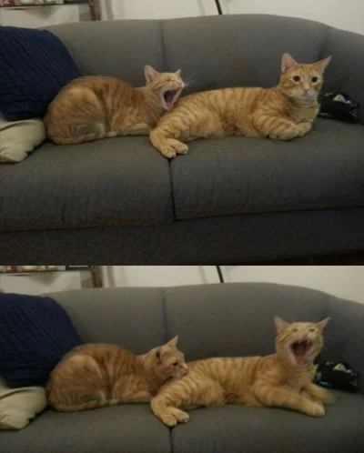 Imitacja_czlowieka - Reakcja łańcuchowa kitkowane #smiesznekotki